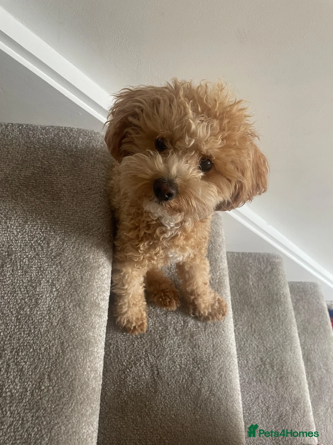 Maltipoo dogs for stud: Toy Maltipoo For Stud 🐶 in Manchester - Advert 1