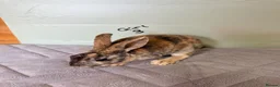 Rex rabbits for sale: mini Rex’s  - Advert 5