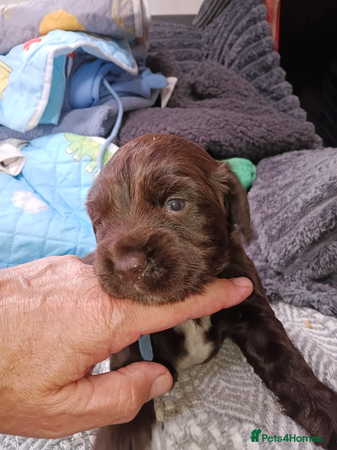Sprocker dogs for sale: Sproker spaniel pups  - Advert 2