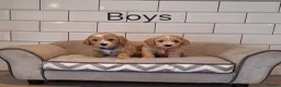 Cavachon dogs for sale: Beautiful Cavapoochons puppies - Advert 2