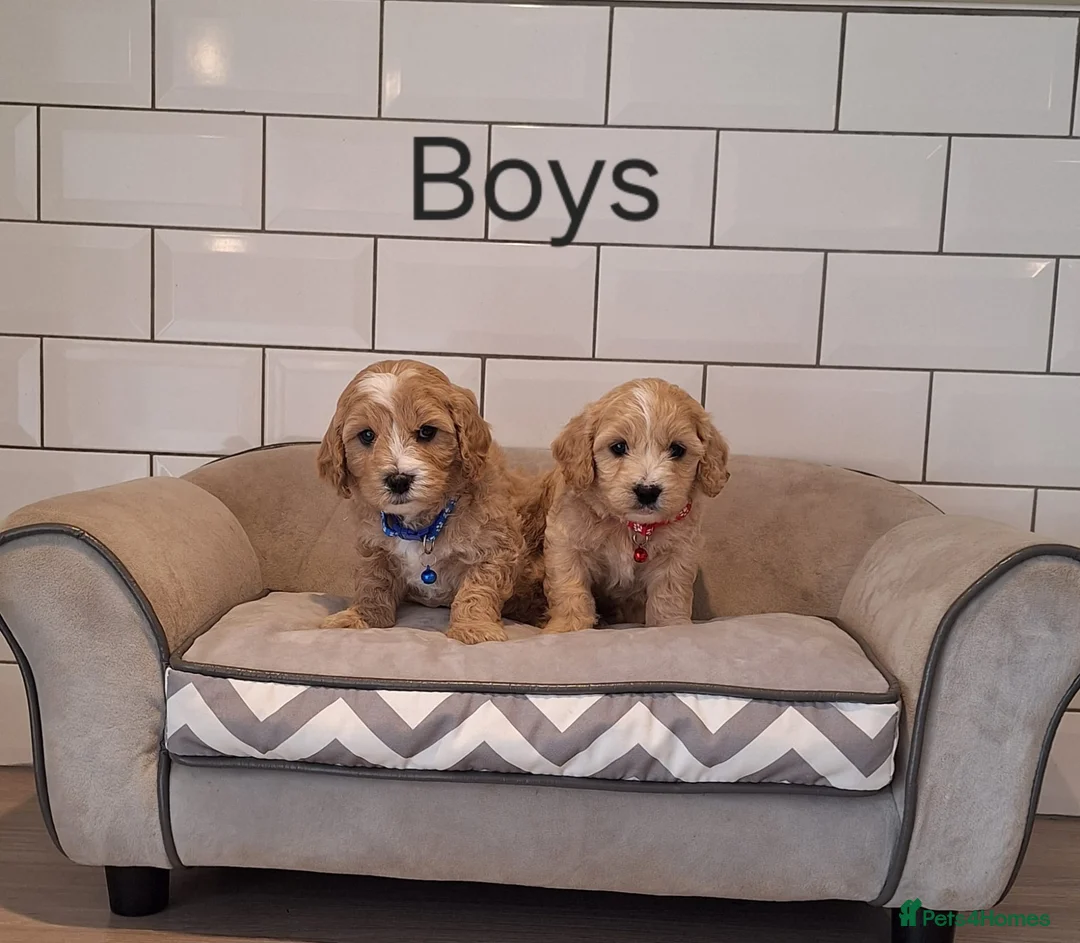 Cavachon dogs for sale: Beautiful Cavapoochons puppies - Advert 2