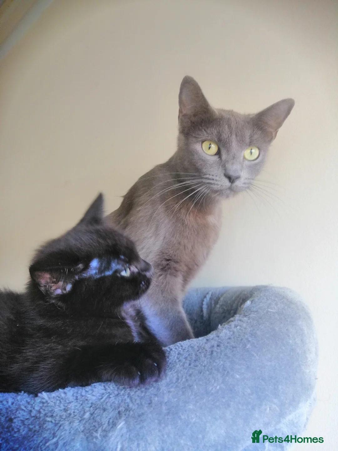 Mixed Breed cats for sale: Black Ragdoll x Russian Blue kitten. - Advert 2
