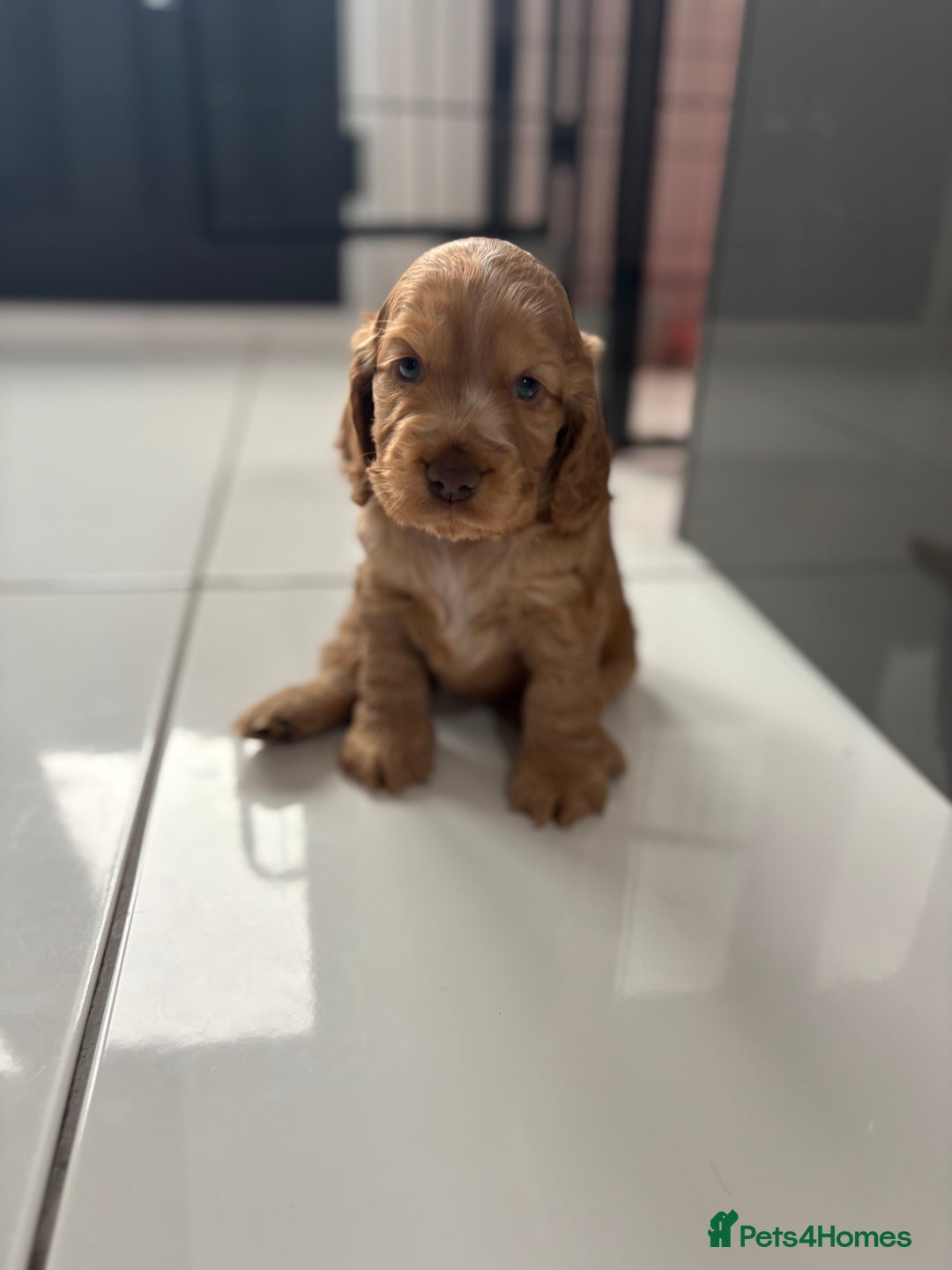 Cocker Spaniel dogs for sale: Show cocker spaniel puppies /ready to leave  - Image 11