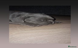 French Bulldog dogs for sale: Blue male French bulldog  - Image 9