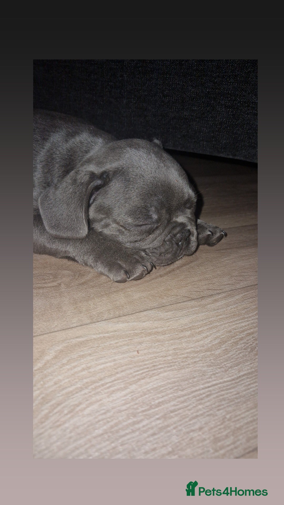 French Bulldog dogs for sale: Blue male French bulldog  - Image 9