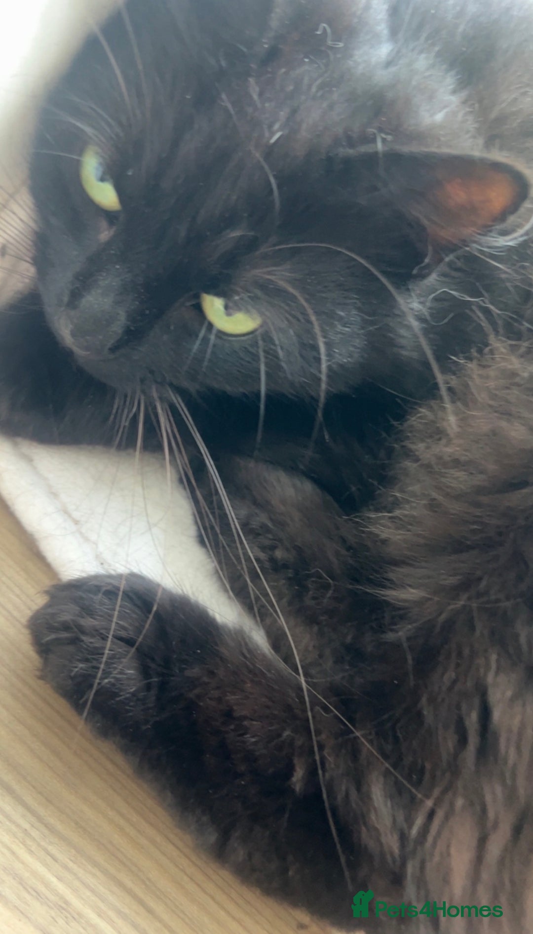 Mixed Breed cats for sale: 4 beautiful kittens  - Advert 2