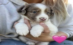 Sprollie dogs for sale: Beautiful Unique Sprollie Puppies - Image 4
