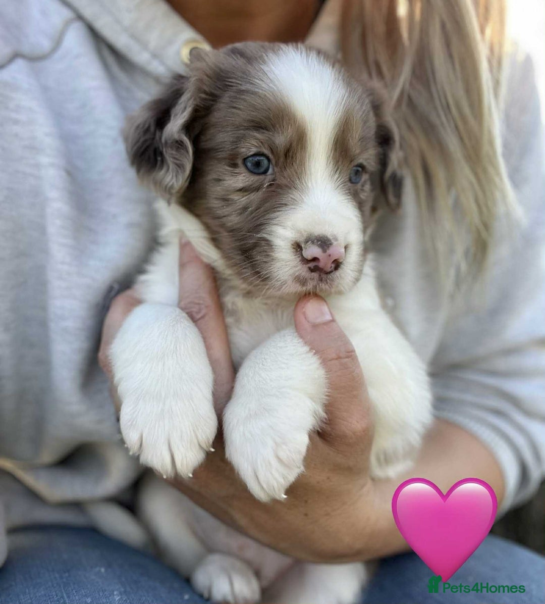 Sprollie dogs for sale: Beautiful Unique Sprollie Puppies - Image 4