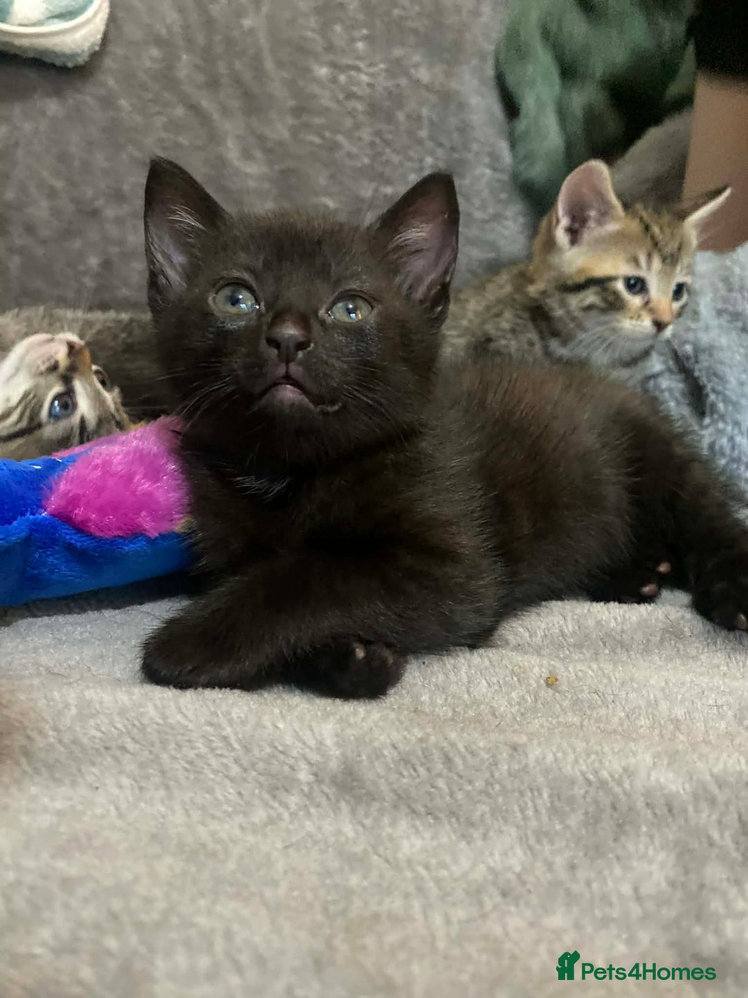 Mixed Breed cats for sale: Kittens looking for their forever homes  - Advert 10