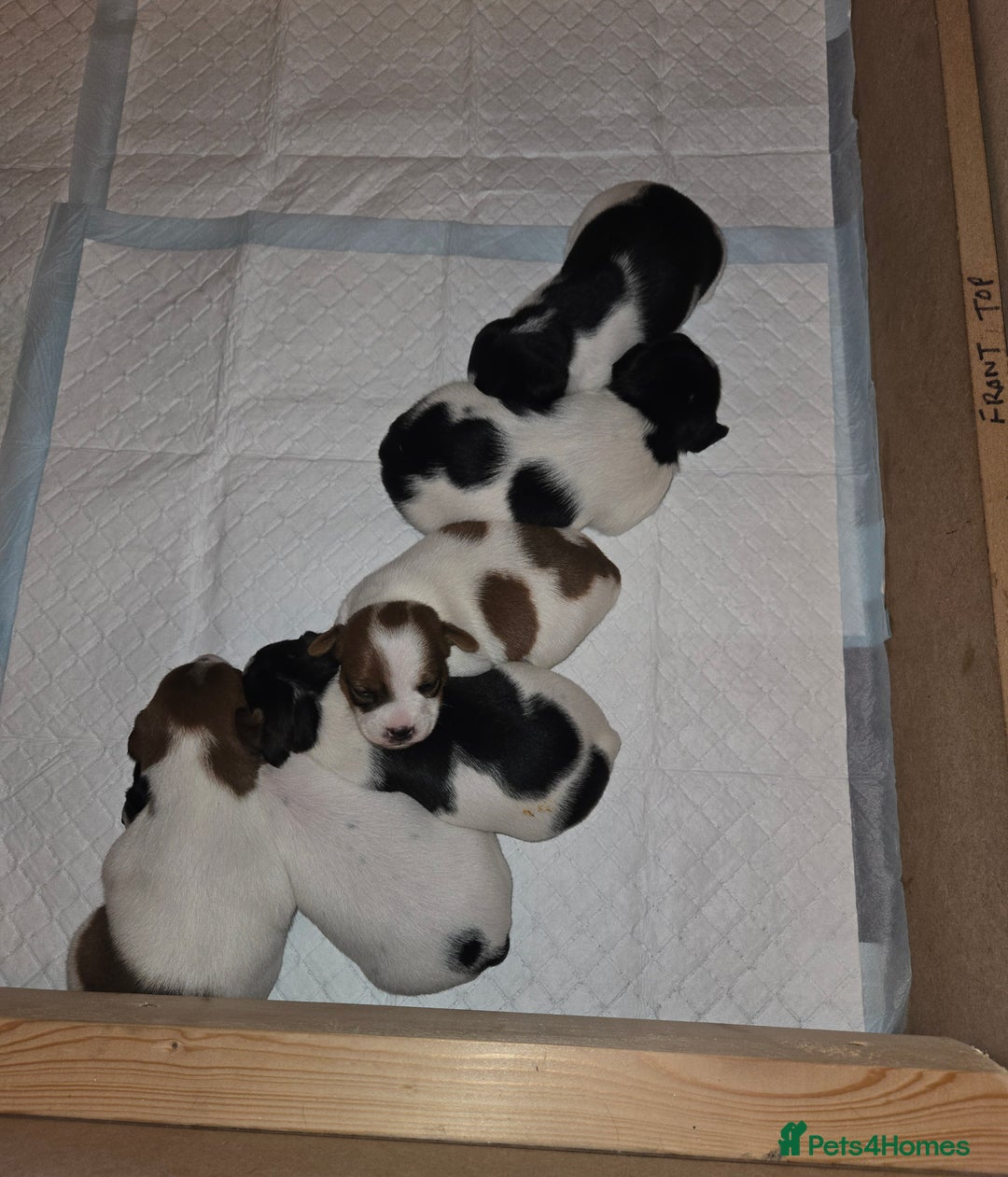 Jack Russell dogs for sale: Jack Russell puppies tri colour  - Advert 3