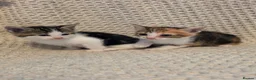 Mixed Breed cats for sale: Kittens  - Advert 6