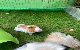 Guinea Pig rodents for sale: female baby guinea pig seven weeks old - Image 1