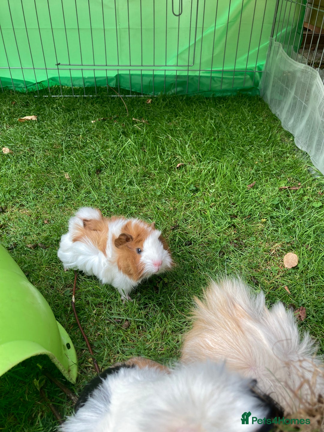 Guinea Pig rodents for sale: female baby guinea pig seven weeks old - Image 1