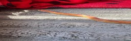 Corn Snake reptiles for sale: Albino Corn Snake  in Broadstone - Advert 6