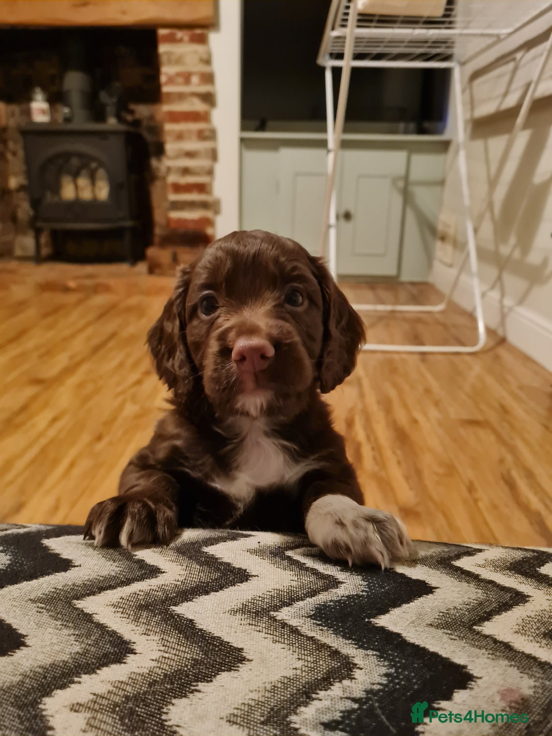 Cocker Spaniel dogs for sale: Exceptional Working Cocker Spaniel Pups – KC Reg - Image 9