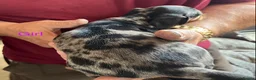 Miniature Dachshund dogs for sale: Beautiful mini dachshund  in Sandy - Advert 6