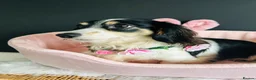 Miniature Dachshund dogs for sale: Piebald Minature Longhair  - Advert 1