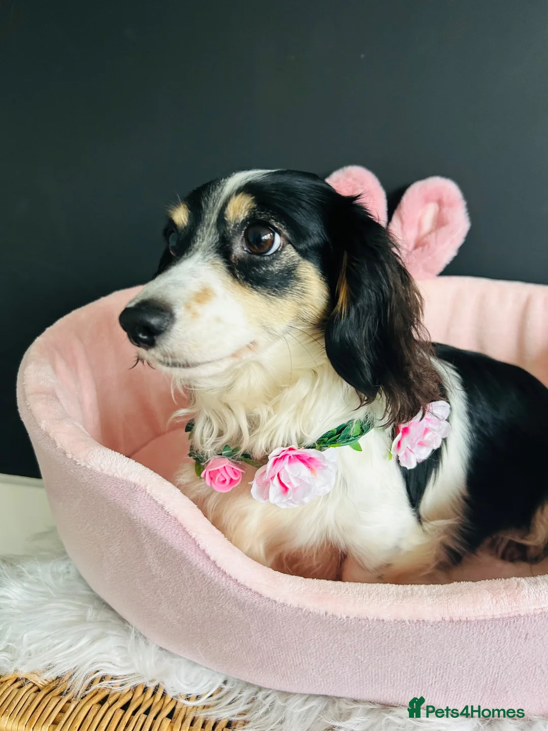 Miniature Dachshund dogs for sale: Piebald Minature Longhair  - Advert 1