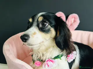 Miniature Dachshund dogs Piebald Minature Longhair Creams - Advert 5