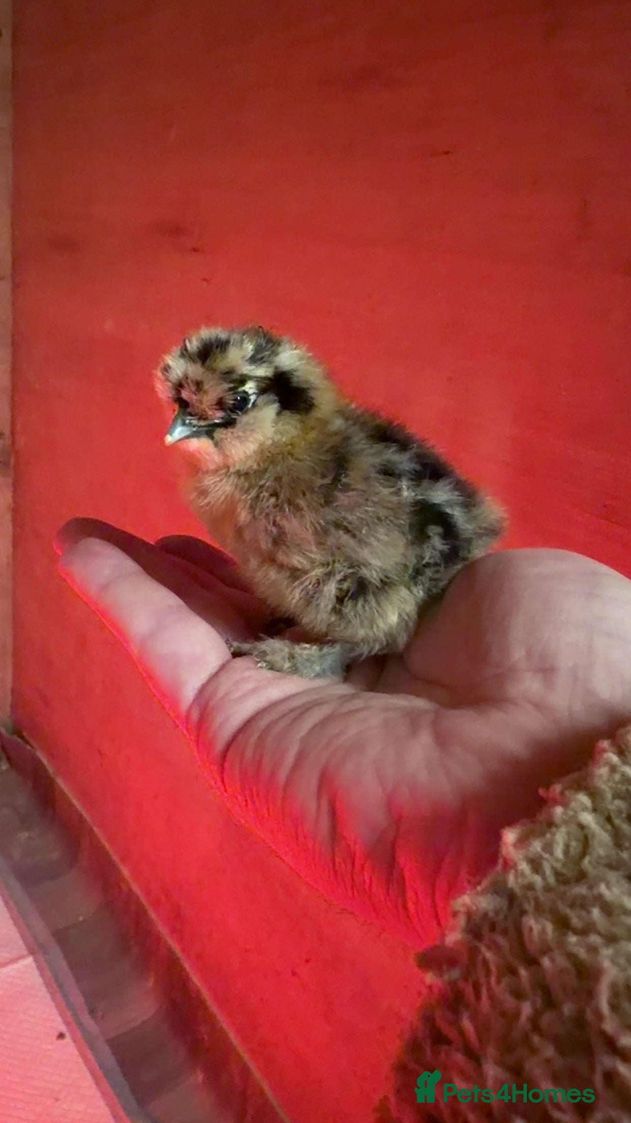 Chickens poultry Silkie Chickens - Advert 15