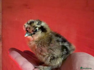 Chickens poultry Silkie Chickens - Advert 1