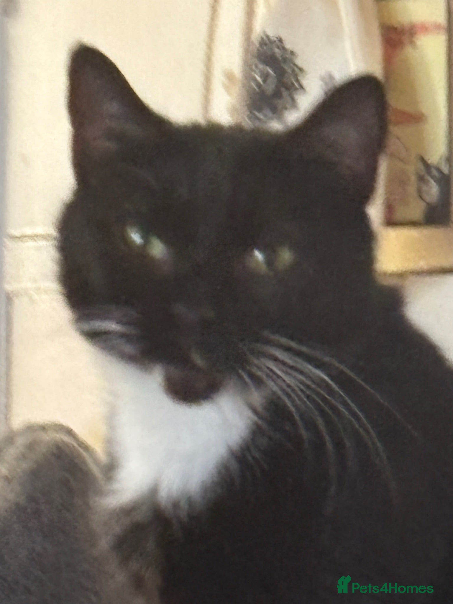Mixed Breed cats Loving 4yr old wanting an indoor home - Advert 1