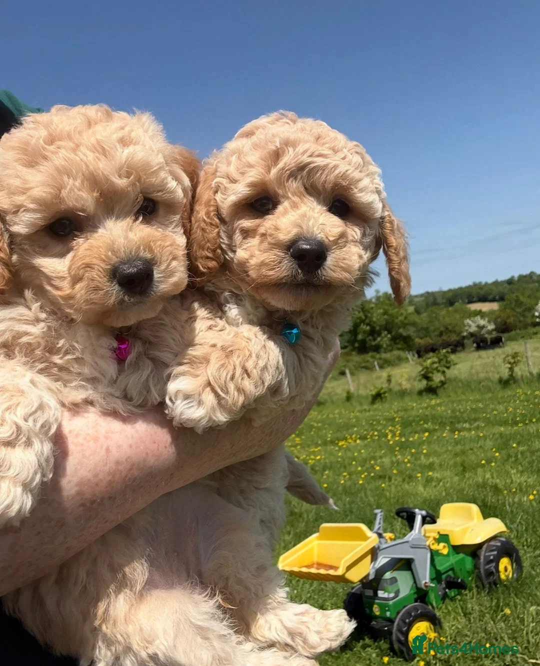 Poochon dogs for sale: Tiny Poochon Puppies (Poochon x Toy Poodle) - Advert 1