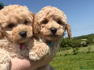 Poochon dogs Tiny Poochon Puppies (Poochon x Toy Poodle) - Advert 2