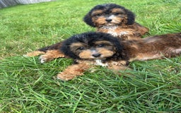 Cockapoo dogs for sale: Stunning F1 cockerpoo puppies - Image 14
