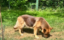 German Shepherd dogs for sale: German shepherd puppies health tested kc reg  in Honiton - Image 4