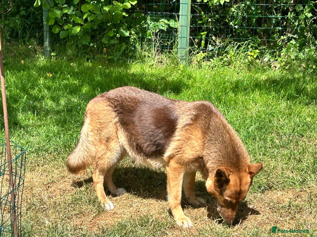 German Shepherd dogs for sale: German shepherd puppies health tested kc reg  in Honiton - Image 4