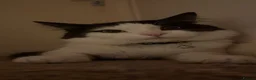 Mixed Breed cats for sale: Two male adult cats for sale  - Advert 1