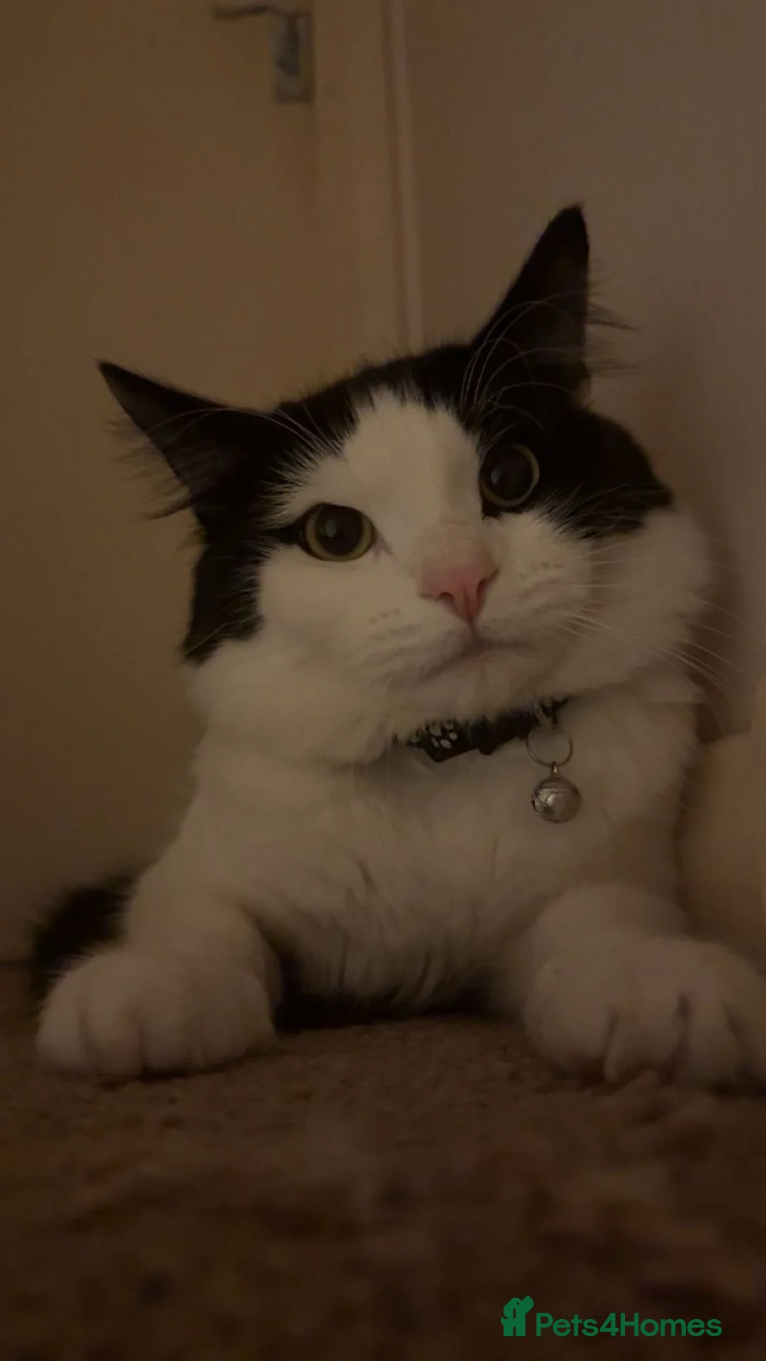 Mixed Breed cats for sale: Two male adult cats for sale  - Advert 1