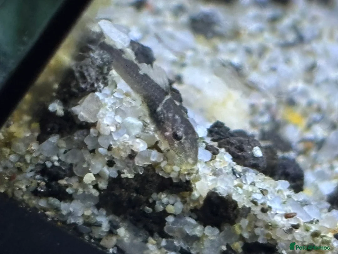 Live Bearers fish for sale: Pleco babies for sale  - Advert 4