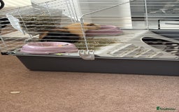 Guinea Pig rodents for sale: 2 gorgeous male guinea pigs  - Image 3