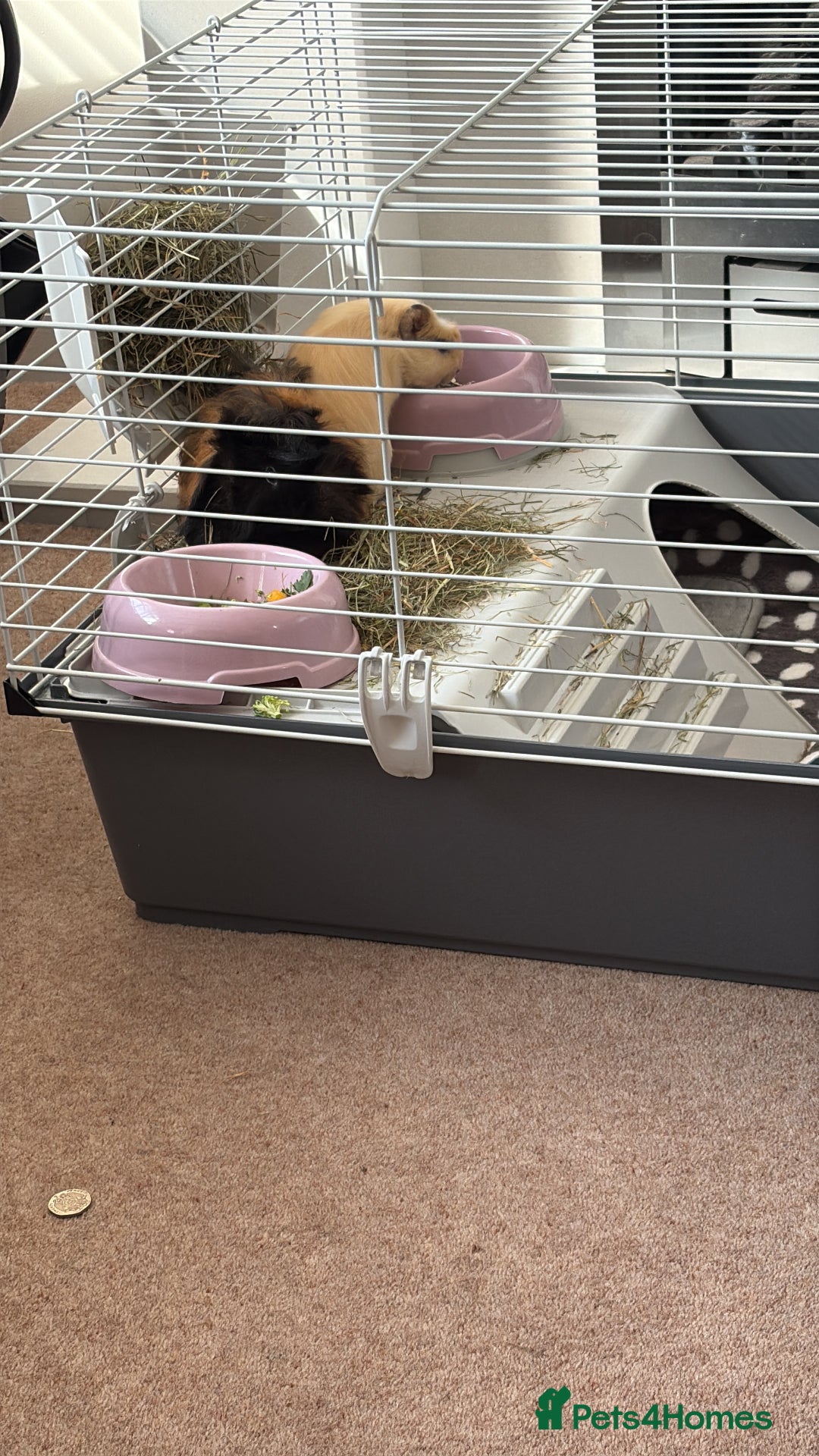 Guinea Pig rodents for sale: 2 gorgeous male guinea pigs  - Image 3