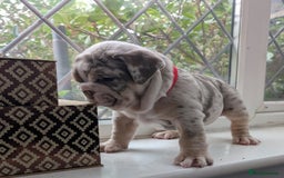 English Bulldog dogs for sale: English Bulldog Puppies  - Advert 23
