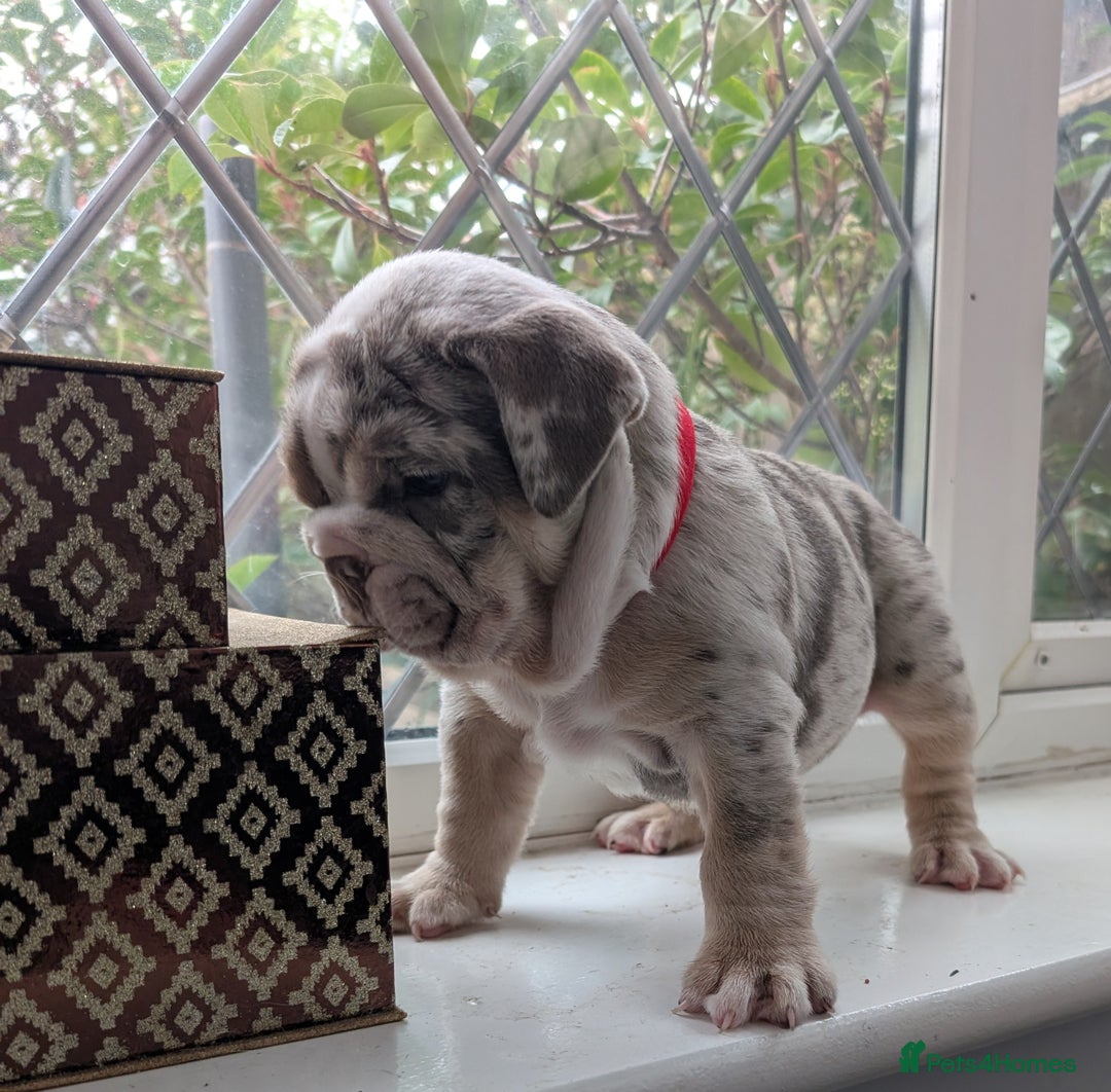 English Bulldog dogs for sale: English Bulldog Puppies  - Advert 23