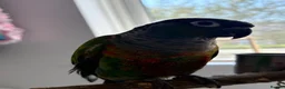 Conures birds for sale: Green cheek conure   - Advert 2