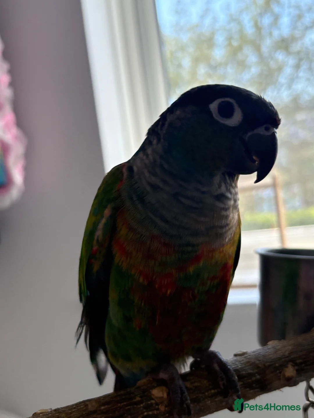 Conures birds for sale: Green cheek conure   - Advert 2