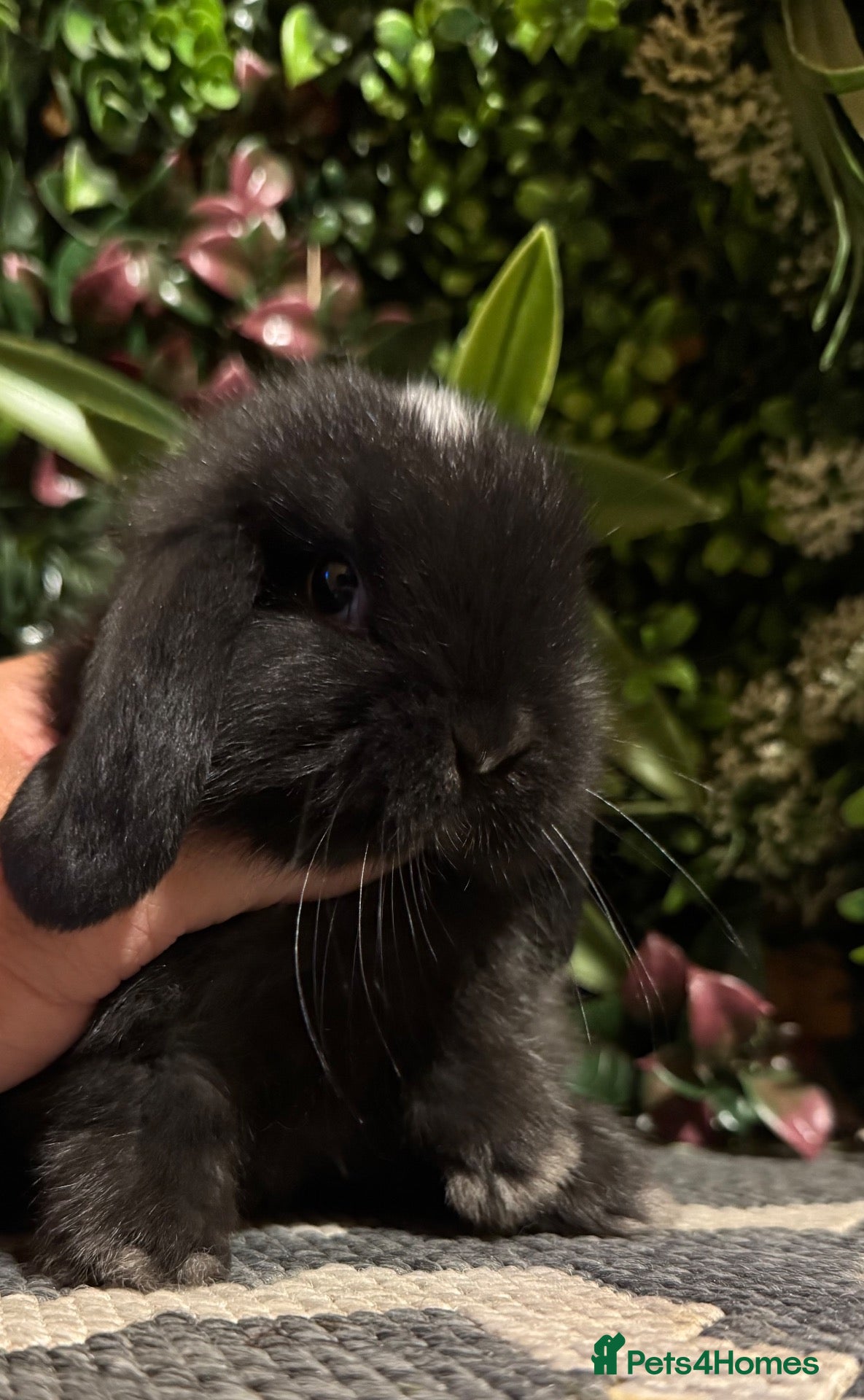 Mini Lop rabbits Mini lops 3 girls available to reserve  - Advert 2