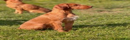 Hungarian Vizsla dogs for stud: Hungarian Wirehaired vizsla stud  in Inverness - Advert 5