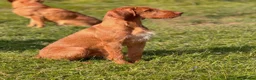 Hungarian Vizsla dogs for stud: Hungarian Wirehaired vizsla stud  in Inverness - Advert 5