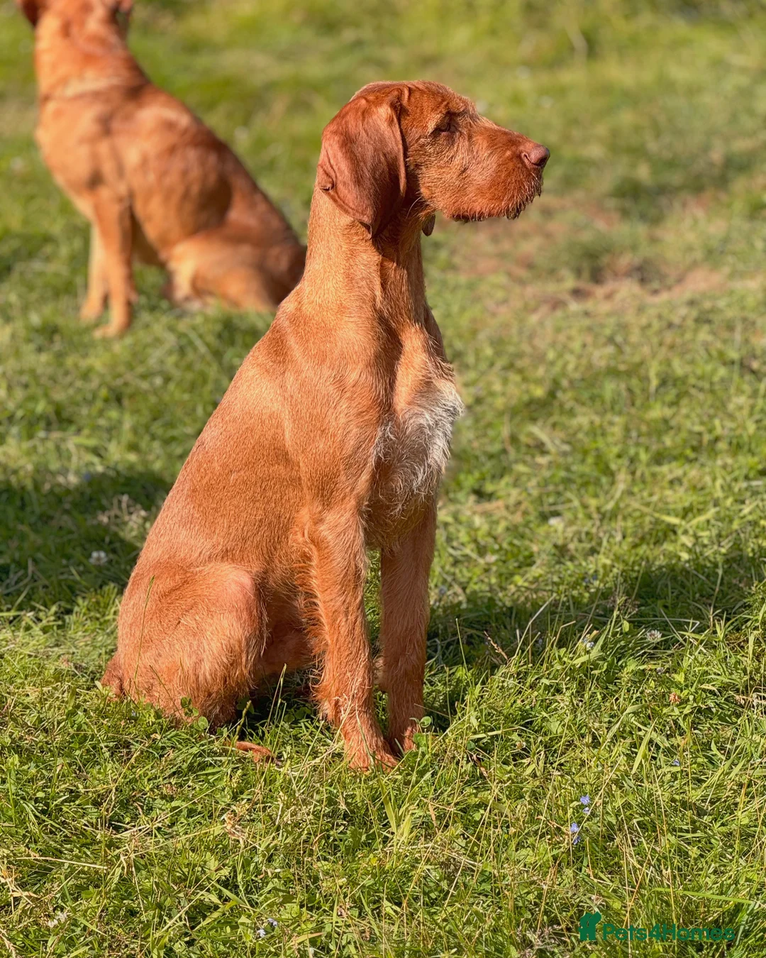 Hungarian Vizsla dogs for stud: Hungarian Wirehaired vizsla stud  in Inverness - Advert 5