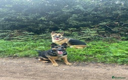 German Shepherd dogs for sale: 2 x German Shepherds for sale - 6 years old - Image 6