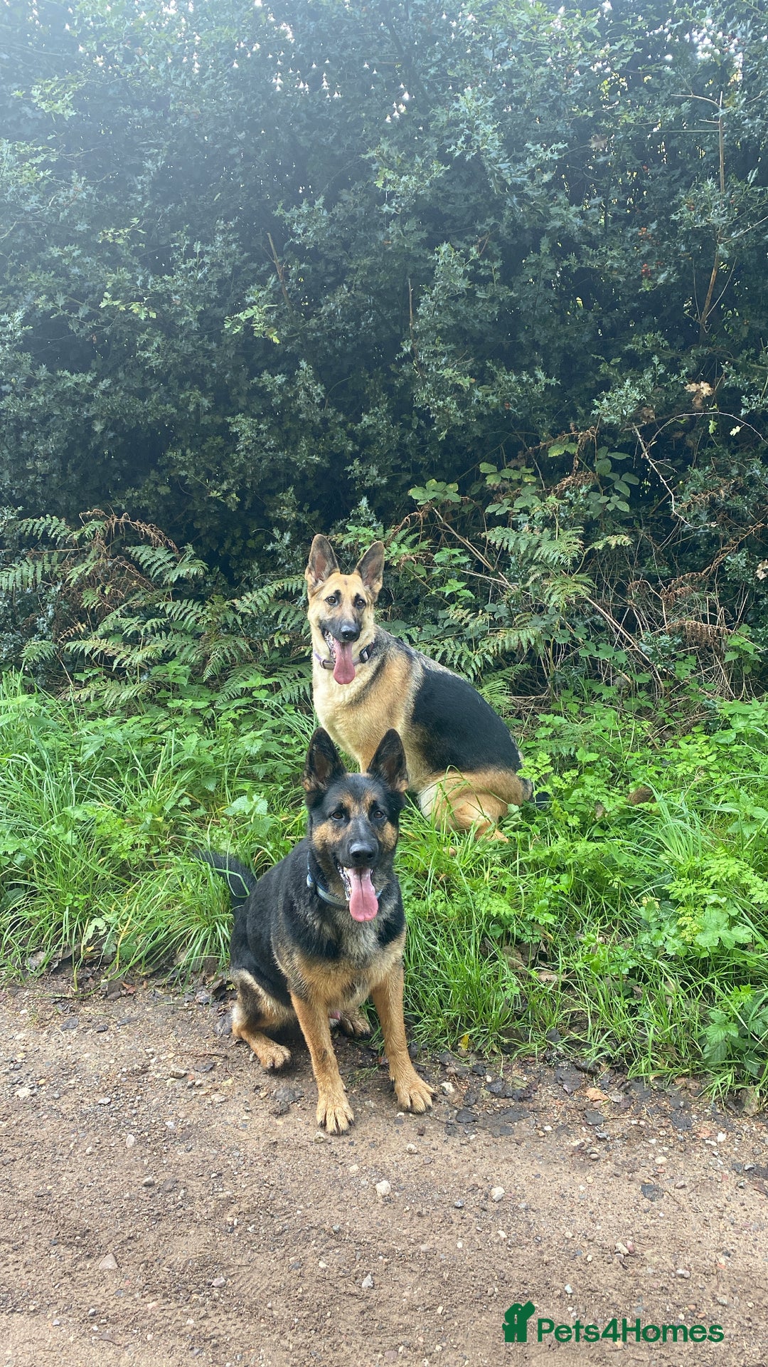 German Shepherd dogs for sale: 2 x German Shepherds for sale - 6 years old - Image 6
