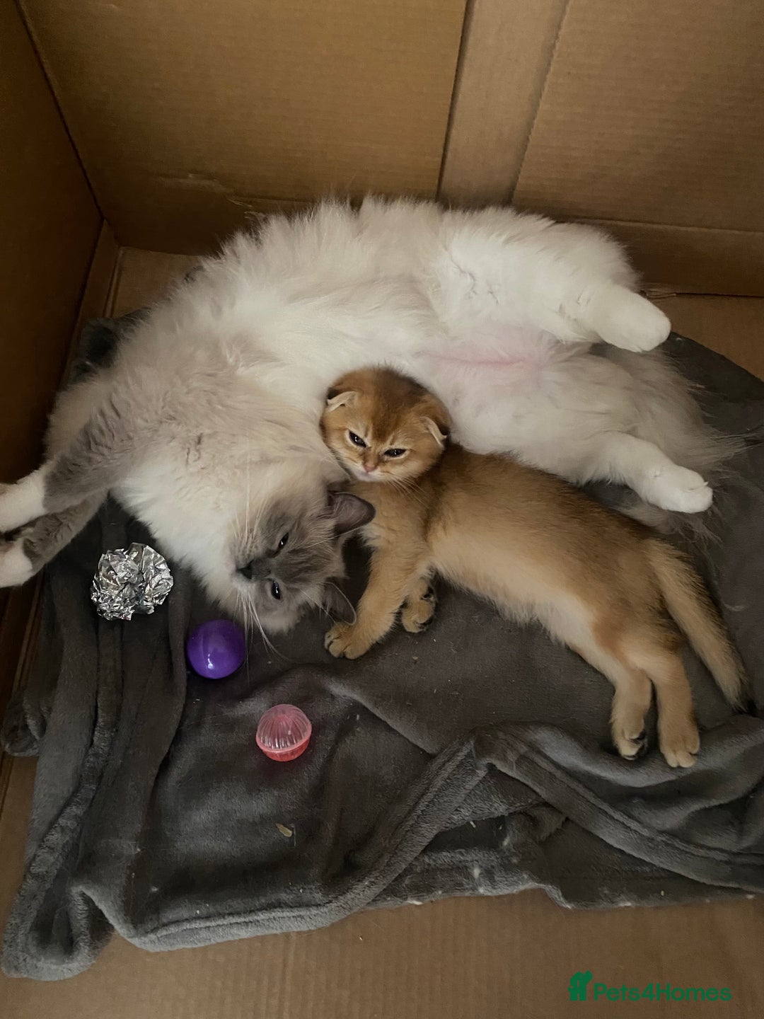 Ragdoll cats for sale: Beautiful doll face Ragdoll kittens  - Image 7
