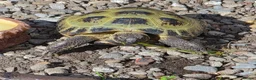 Tortoise reptiles for sale: Male 4 year old horsefield tortoise  in Darlington - Advert 9