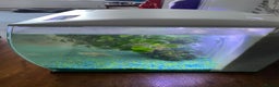 Shrimps fish for sale: Fluval fish tank set up with fish included  - Advert 4