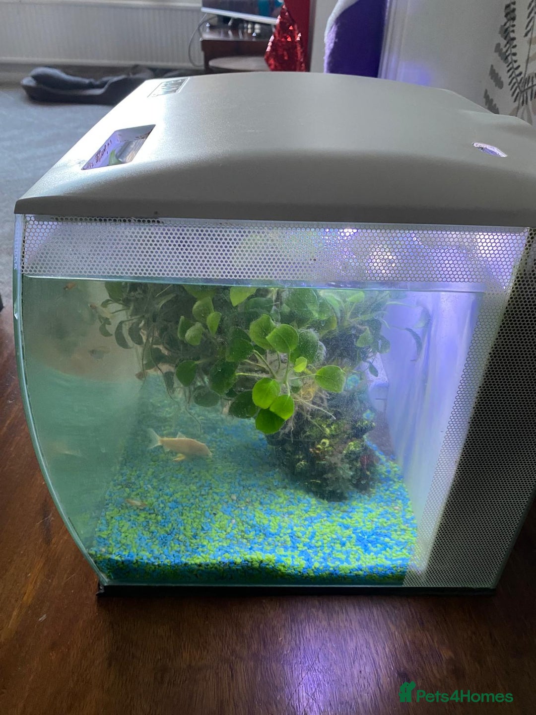 Shrimps fish for sale: Fluval fish tank set up with fish included  - Advert 4